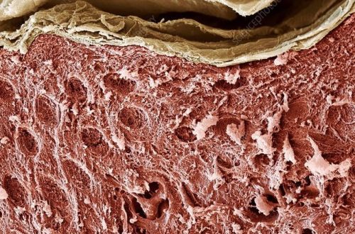 what does skin look like under a microscope