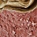 what does skin look like under a microscope