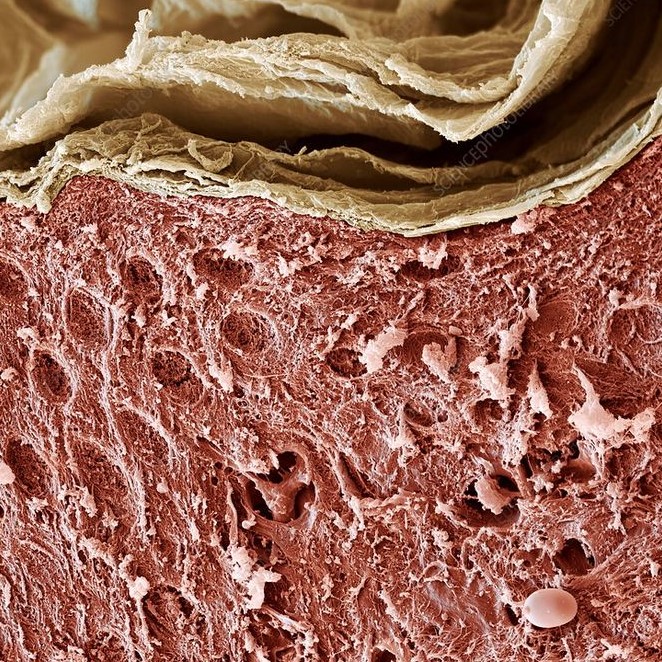 what does skin look like under a microscope