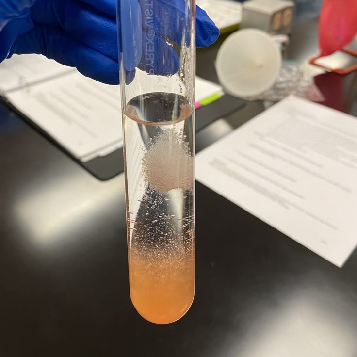 dna strawberry extraction