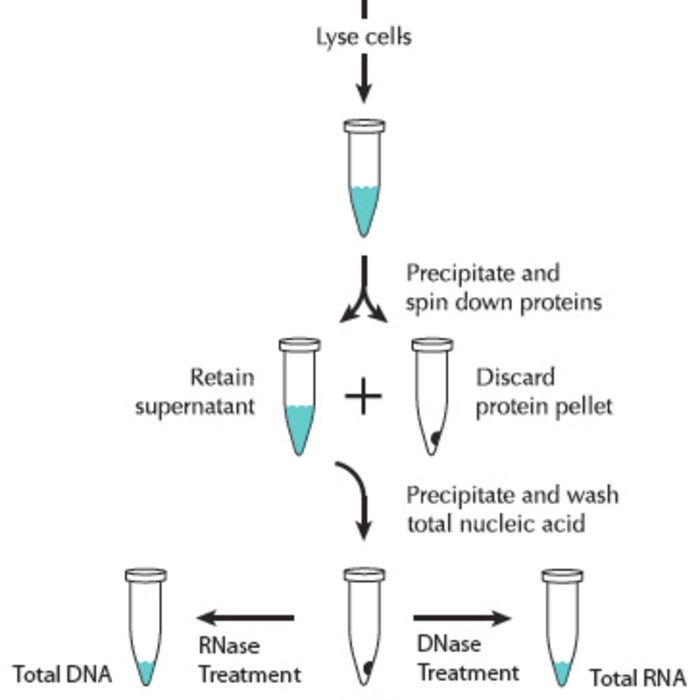 dna and rna extraction