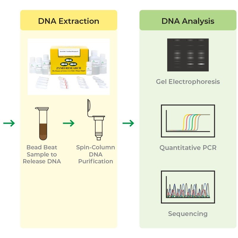what is dna extraction