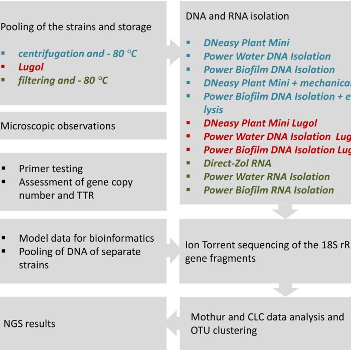 dna and rna extraction