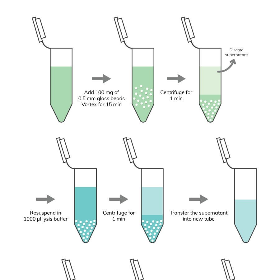 what is dna extraction