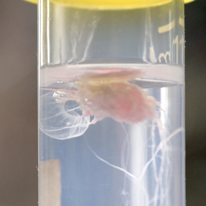 automated dna extraction