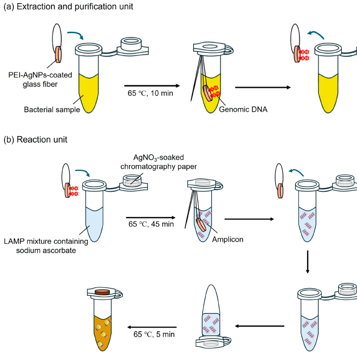 automated dna extraction