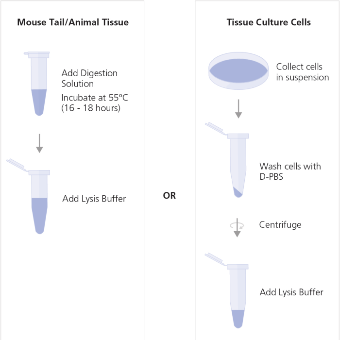 automated dna extraction