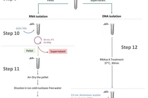dna and rna extraction