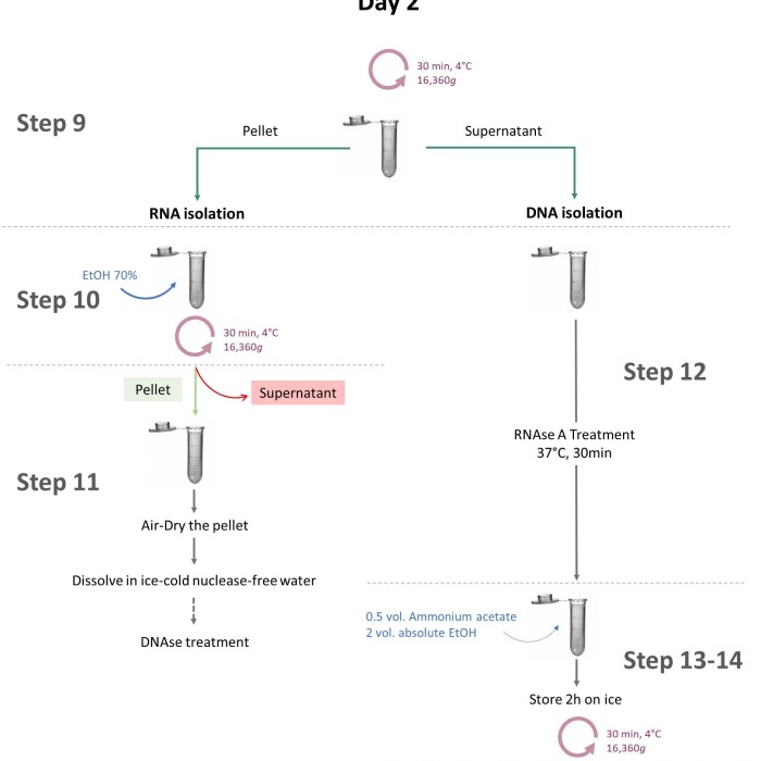 dna and rna extraction