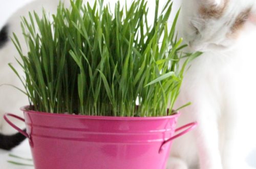 how to grow cat grass