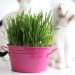 how to grow cat grass