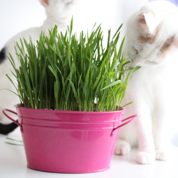 how to grow cat grass