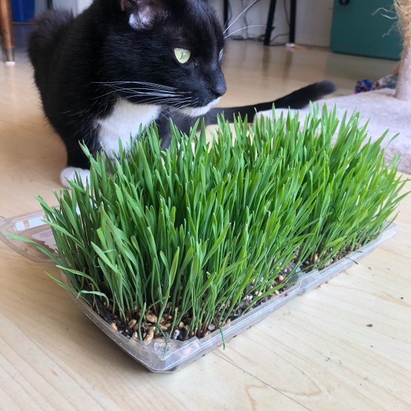 how to grow cat grass