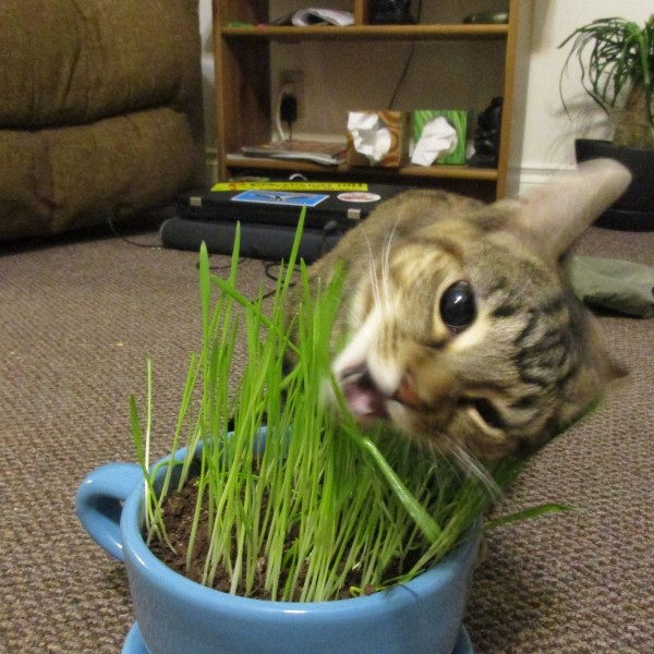 how to grow cat grass