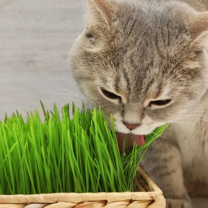 how to grow cat grass