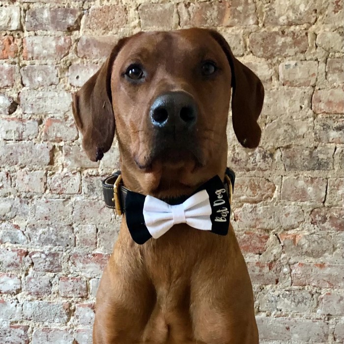 bow ties for dogs