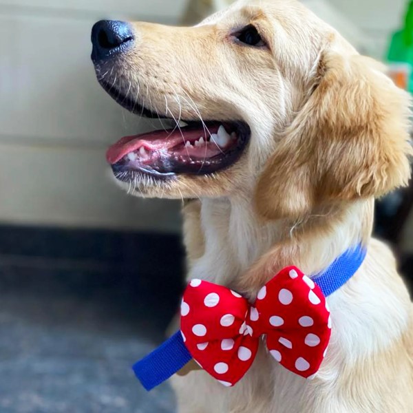bow ties for dogs
