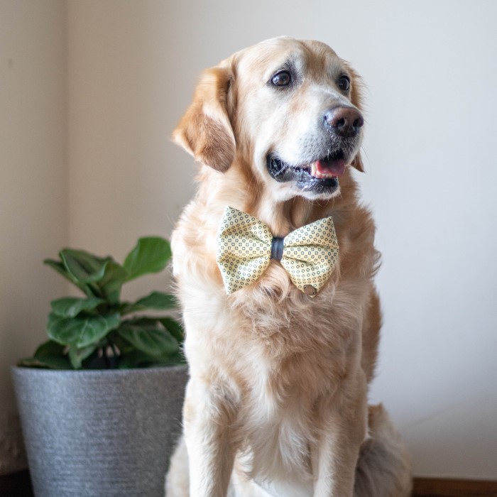 bow ties for dogs