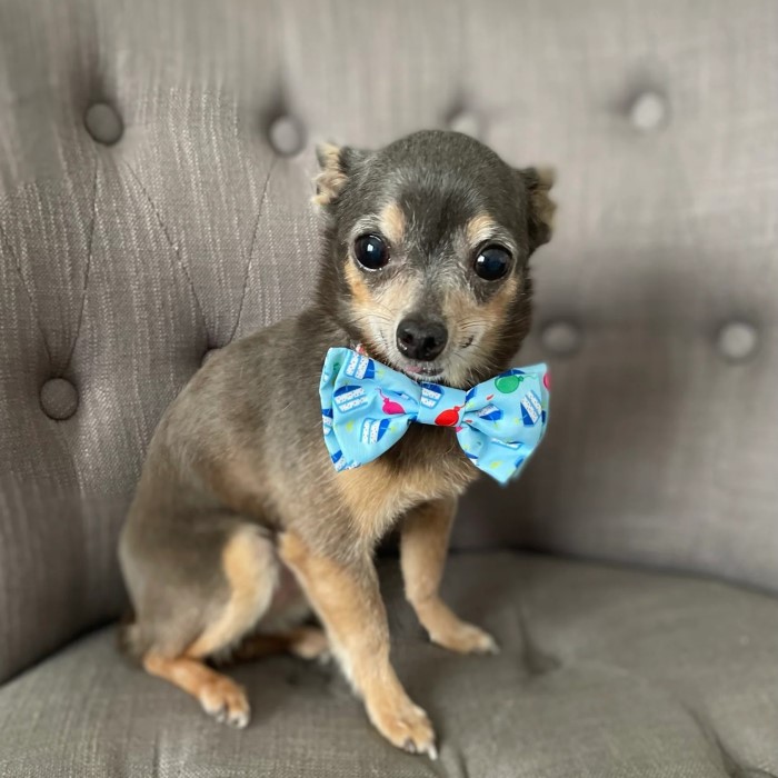 bow ties for dogs