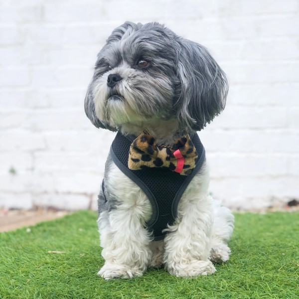 bow ties for dogs